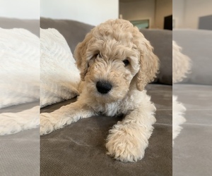 Goldendoodle Puppy for sale in HUTTO, TX, USA