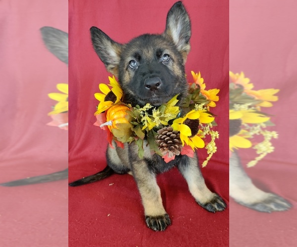 Medium Photo #8 German Shepherd Dog Puppy For Sale in HOLDEN, MO, USA
