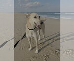 Small Photo #4 Mutt Puppy For Sale in Norfolk, VA, USA
