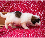 Small Photo #10 Saint Berdoodle Puppy For Sale in WAKARUSA, IN, USA