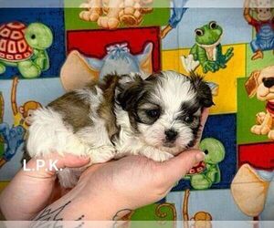 Mal-Shi Puppy for Sale in WINNSBORO, Louisiana USA