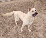 Small #1 Mutt