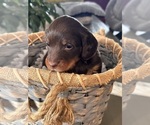 Small Photo #14 Dachshund Puppy For Sale in UNIONVILLE, IA, USA