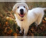 Small Photo #5 Great Pyrenees Puppy For Sale in YELM, WA, USA