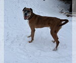 Small Photo #5 German Shepherd Dog-Great Dane Mix Puppy For Sale in Princeton, MN, USA