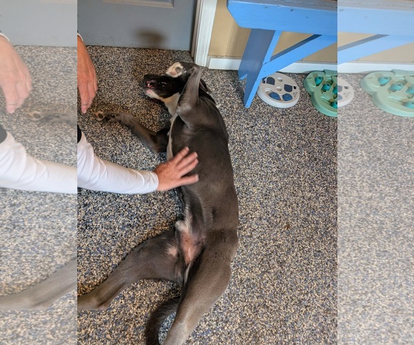 Medium Photo #6 Labrador Retriever-Unknown Mix Puppy For Sale in Holly Springs, NC, USA