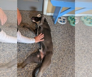 Freddy - Male Labrador Retriever-Rhodesian Ridgeback Mix Dog for Adoption - Photo #6