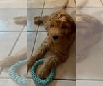 Small Photo #5 Goldendoodle Puppy For Sale in IRVINE, CA, USA