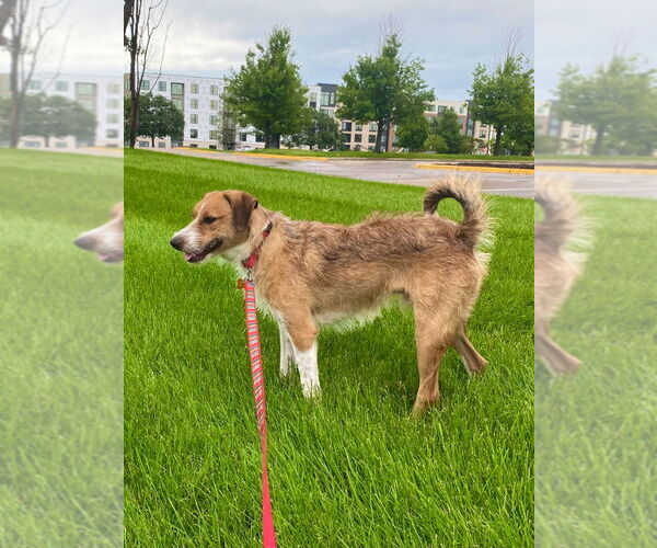 Medium Photo #4 Mutt Puppy For Sale in Minneapolis, MN, USA