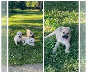 American Staffordshire Terrier-German Shepherd Dog Mix Puppy for sale in CASTLE, PA, USA