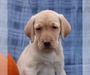 Labrador Retriever Puppy for sale in ELLIOTTSBURG, PA, USA