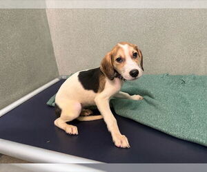 Medium English Coonhound Mix