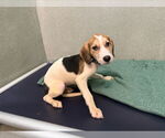 Small English Coonhound Mix