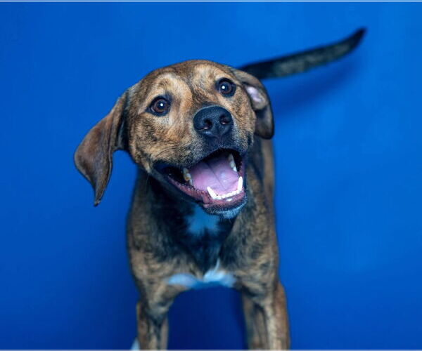 Medium Photo #2 Mutt Puppy For Sale in Holly Springs, NC, USA