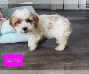 Cockapoo Puppy for sale in GOSHEN, IN, USA