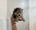 Small #1 Pomeranian
