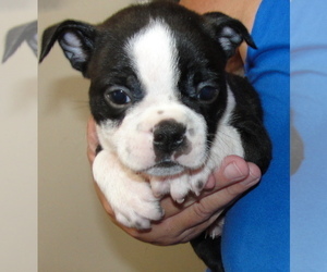 Boston Terrier Puppy for sale in CRKD RVR RNCH, OR, USA
