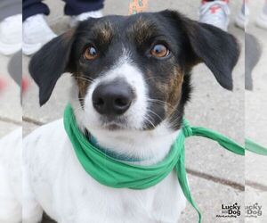 Rat Terrier-Unknown Mix Dogs for adoption in Washington, DC, USA
