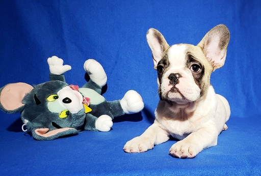 Medium Photo #13 French Bulldog Puppy For Sale in ADRIAN, MI, USA