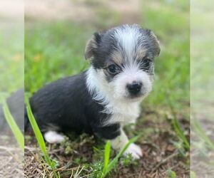 Mutt Dogs for adoption in Pacolet, SC, USA