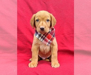 Labrador Retriever Puppy for sale in QUARRYVILLE, PA, USA