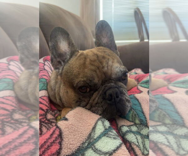 Medium Photo #5 French Bulldog Puppy For Sale in St. Louis Park, MN, USA