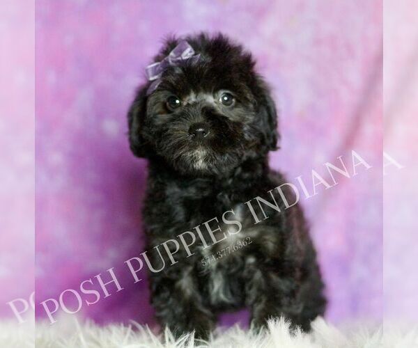 Medium Photo #5 Morkie Puppy For Sale in WARSAW, IN, USA