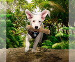 Small #1 Australian Shepherd Mix