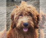 Small Photo #1 Goldendoodle (Miniature) Puppy For Sale in MENIFEE, CA, USA