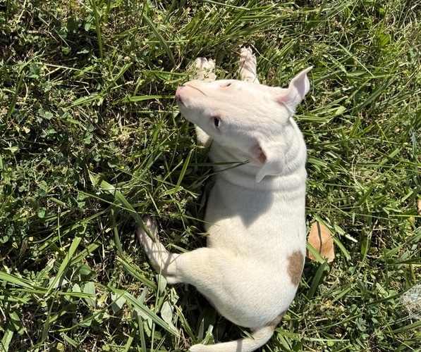 Medium Photo #4 Bull Terrier Puppy For Sale in RICHLAND, OR, USA