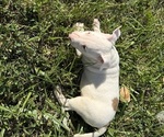 Small #3 Bull Terrier