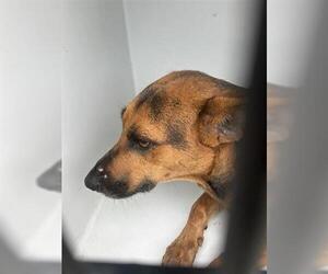 German Shepherd Dog-Unknown Mix Dogs for adoption in Houston, TX, USA
