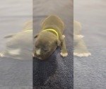 Small Photo #20 American Bully Puppy For Sale in KISSIMMEE, FL, USA