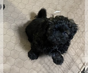 Shih-Poo Puppy for sale in GLOUCESTER, VA, USA