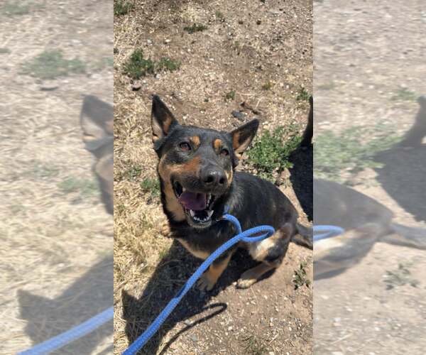 Medium Photo #1 German Shepherd Dog-Unknown Mix Puppy For Sale in Las Vegas, NM, USA