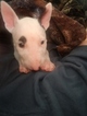 Small Photo #99 Bull Terrier Puppy For Sale in JACKSON, MI, USA