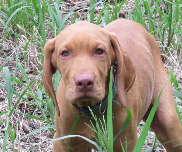 Medium Photo #1 Vizsla Puppy For Sale in DENVER, PA, USA