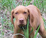 Small Photo #1 Vizsla Puppy For Sale in DENVER, PA, USA