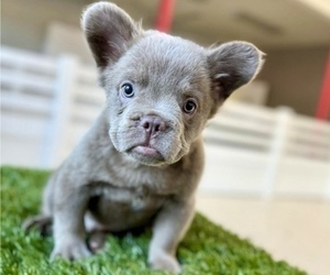 Medium French Bulldog