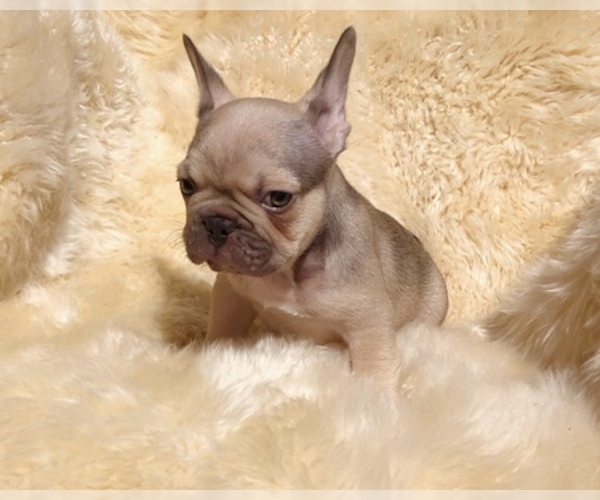 Medium Photo #2 French Bulldog Puppy For Sale in POTTER VALLEY, CA, USA