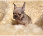 Small Photo #2 French Bulldog Puppy For Sale in POTTER VALLEY, CA, USA