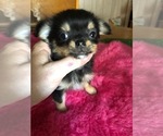 Small Photo #1 Chihuahua Puppy For Sale in TRACY, CA, USA