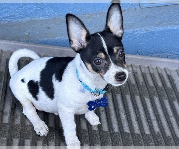 Medium Photo #4 Chihuahua-Unknown Mix Puppy For Sale in Corona, CA, USA