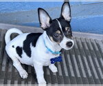 Small #3 Chihuahua Mix