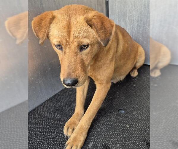 Medium Photo #1 Labrador Retriever-Unknown Mix Puppy For Sale in San Antonio, TX, USA