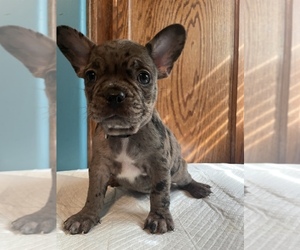 French Bulldog Puppy for sale in BAKERSFIELD, CA, USA