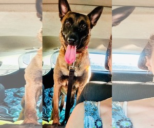 Sheba - Female Mutt Dog for Adoption - Photo #14