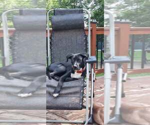 Labrador Retriever-Plott Hound Mix Dogs for adoption in pomfret, CT, USA