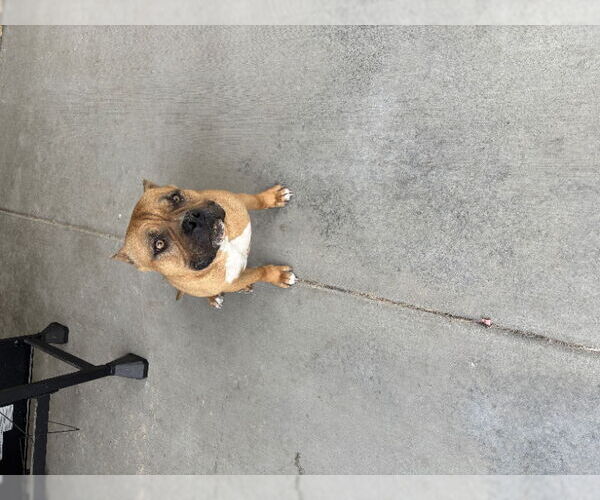 Medium Photo #2 American Bulldog-Unknown Mix Puppy For Sale in San Diego, CA, USA