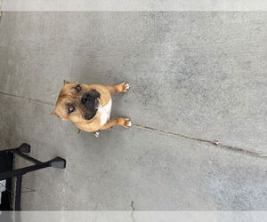 Mooney - Male American Bulldog-Unknown Mix Dog for Adoption - Photo #2